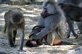 2010-08-24 (612) Aanranding en mishandeling gebeurd ook in de apenwereld
